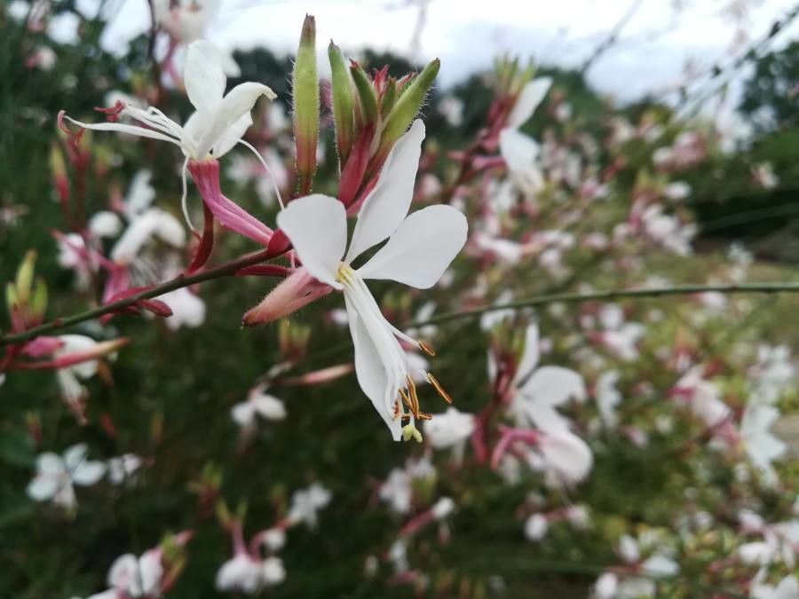Floarea albinei (Gaura lindheimeri)