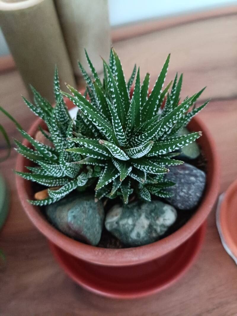 Planta Zebra (Haworthiopsis attenuata)