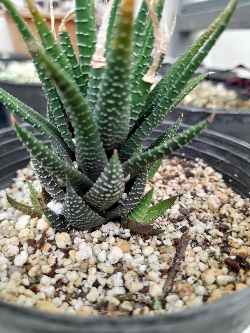 Planta Zebra (Haworthiopsis attenuata)