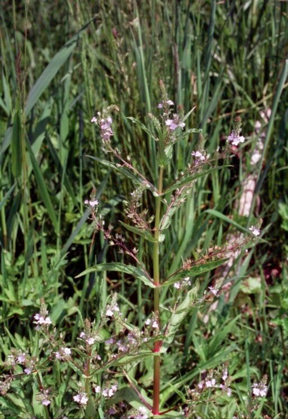 Veronica de apă (Veronica anagallis-aquatica)