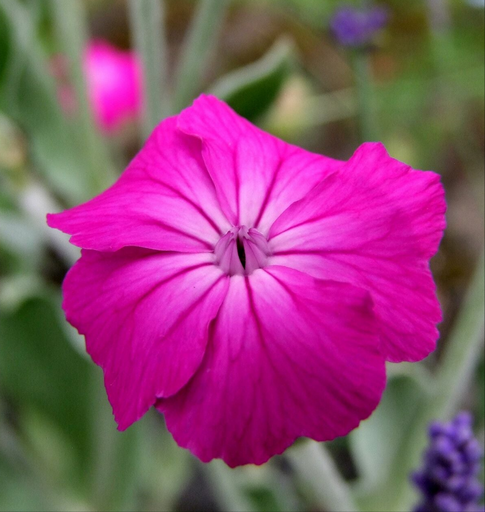 Coroniță / Campion (Silene coronaria)