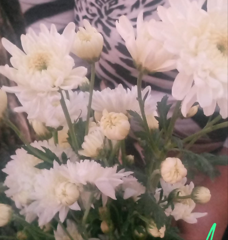 Crizamteme tufănele alb (Chrysanthemum spp.)