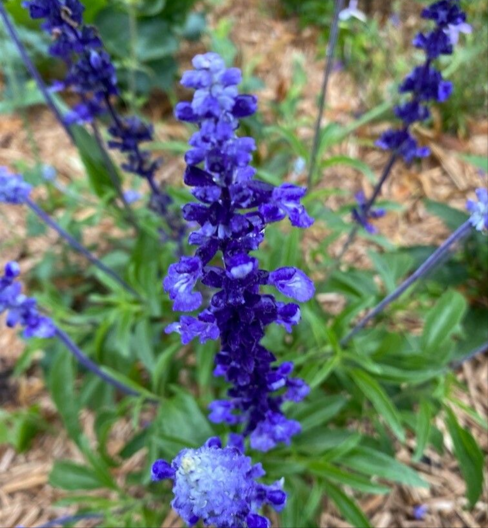 Salvia Blue & Silver Victoria (Salvia farinacea)