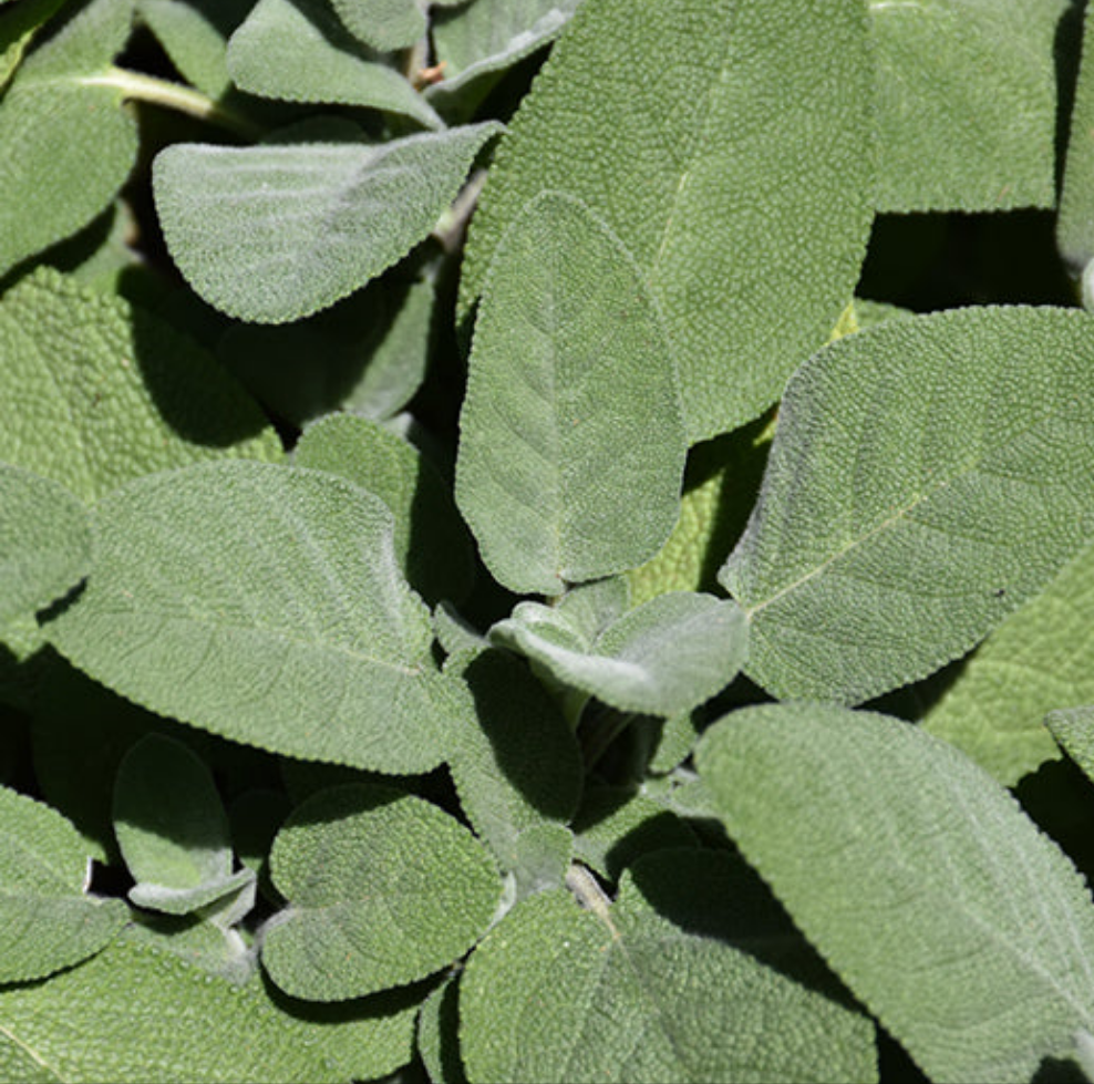 Salvia comună (Salvia officinalis)