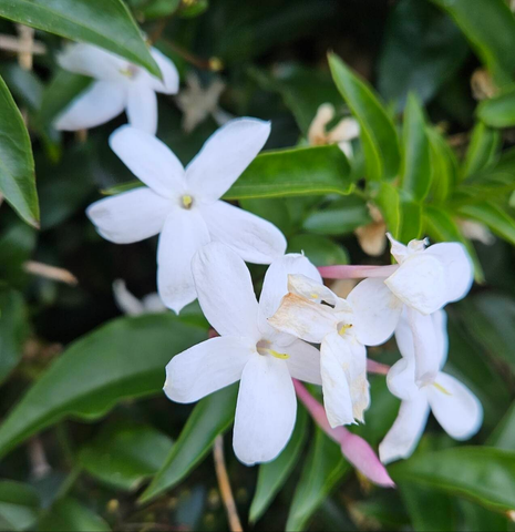 Iasomie albă parfumată (Jasminum officinale)