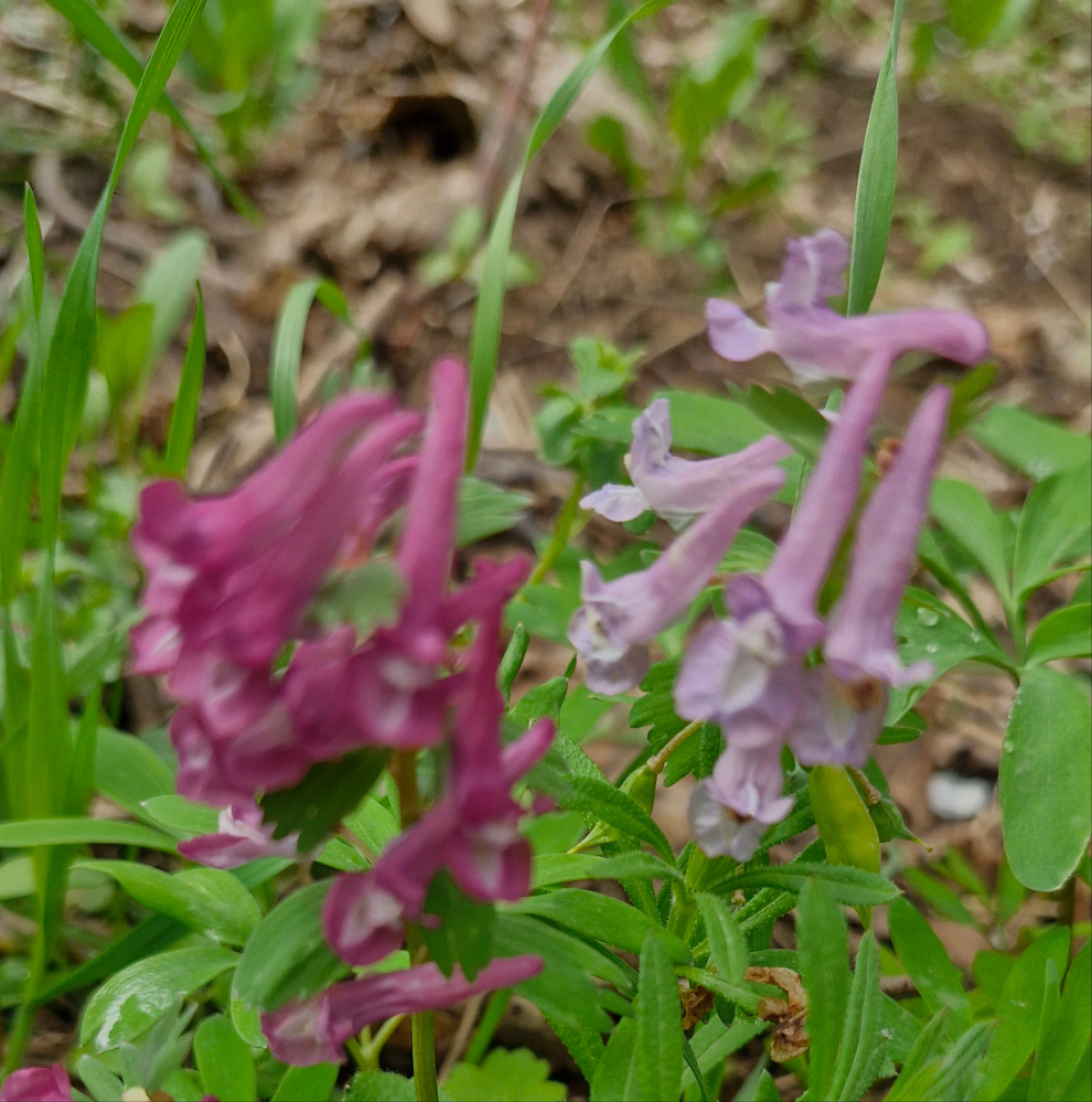 Brebenei (Corydalis solida)