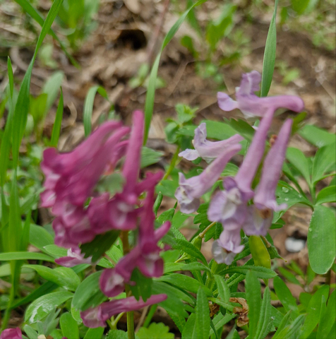 Brebenei (Corydalis solida)