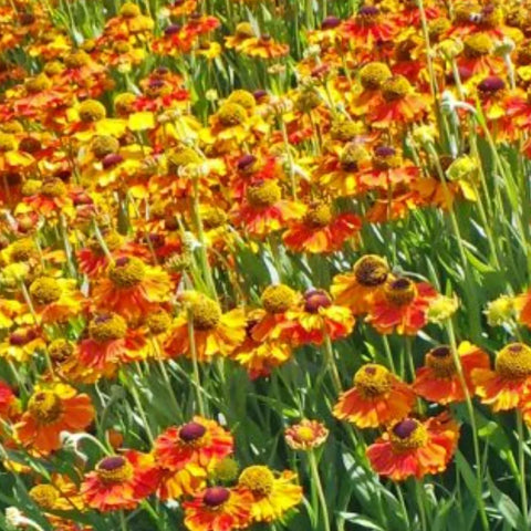 Floarea Elenei (Helenium autumnale) (Bronz)