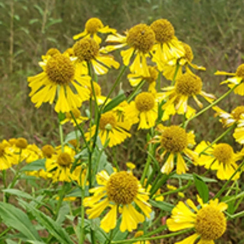 Floarea Elenei (Helenium autumnale) (Galben)