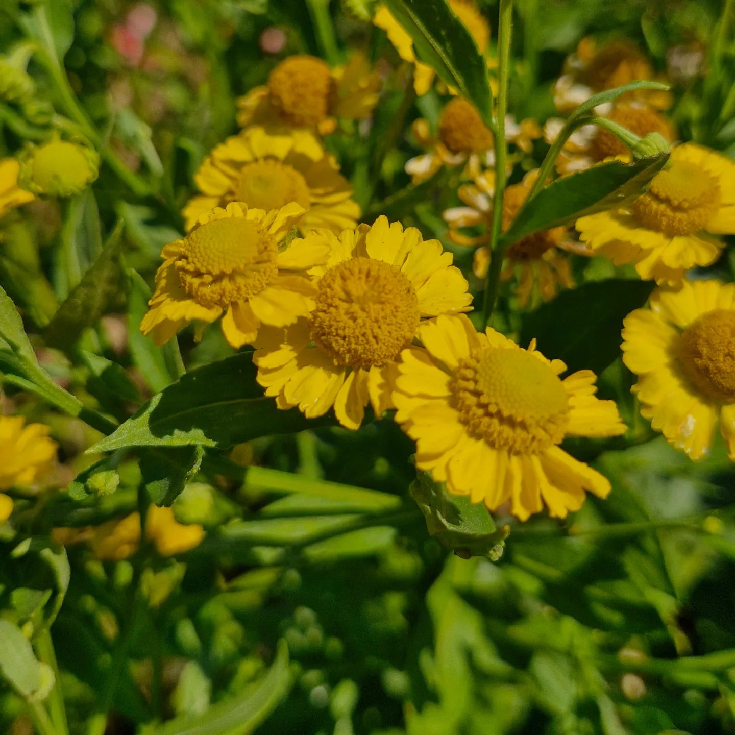 Floarea Elenei (Helenium autumnale) (Galben)