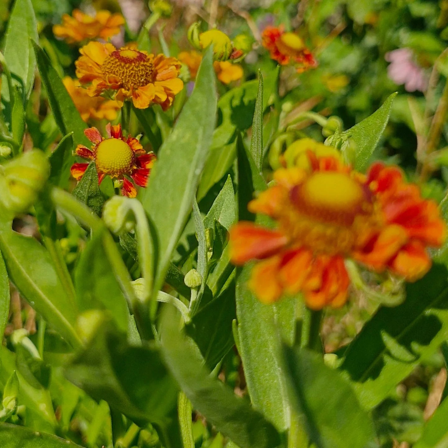 Floarea Elenei (Helenium autumnale) (Bronz)