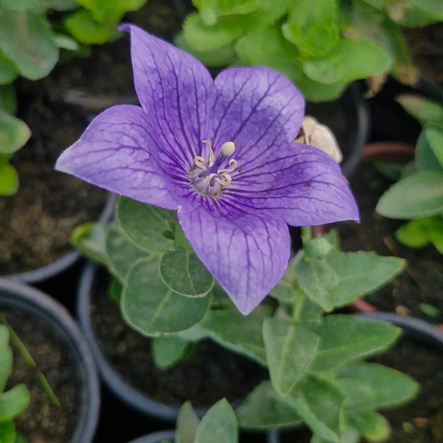 Floarea balon (Platycodon grandiflorus) (mix alb și albastru)