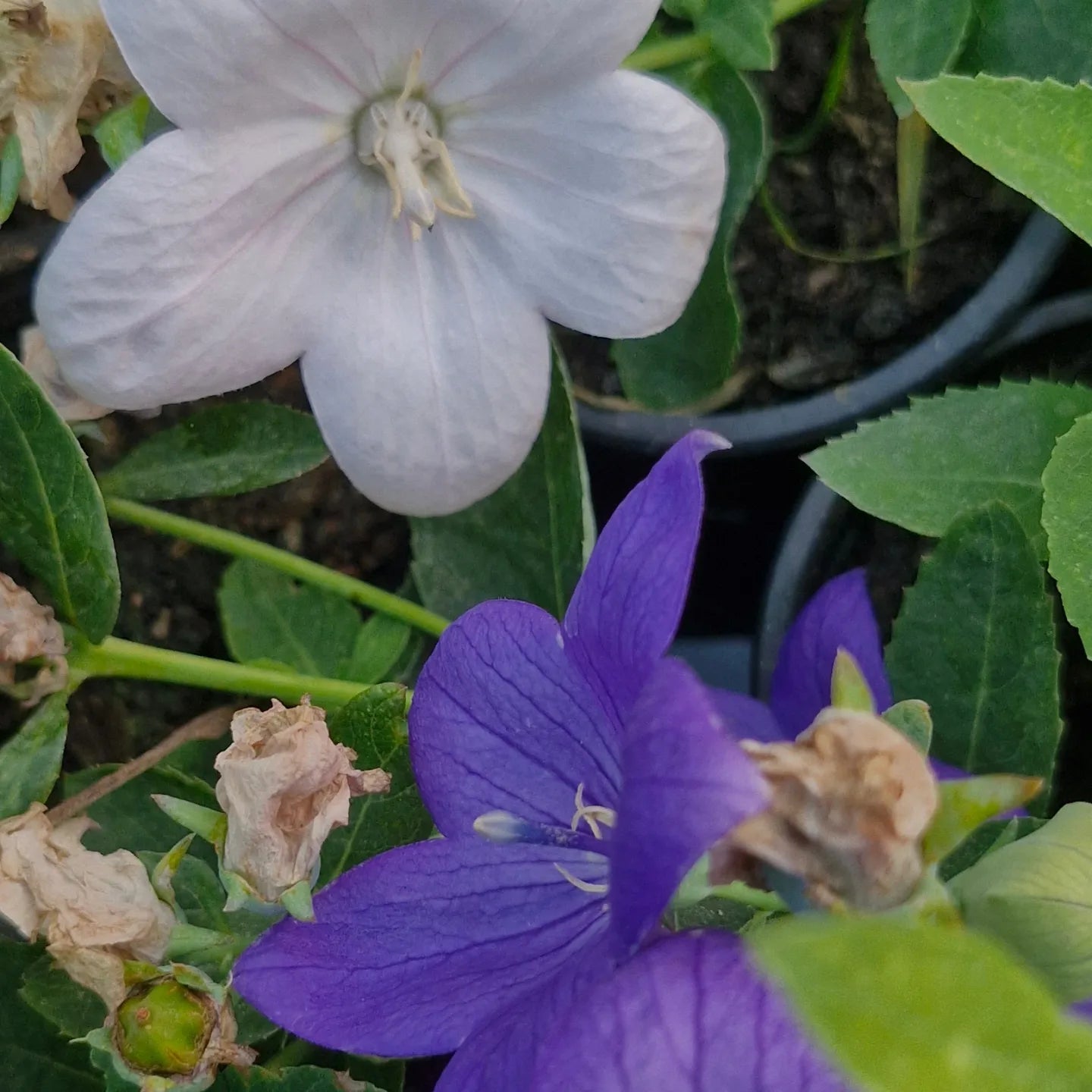 Floarea balon (Platycodon grandiflorus) (mix alb și albastru)
