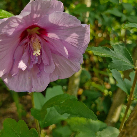 Hibiscus de grădină Flori duble purple (Hibiscus syriacus)