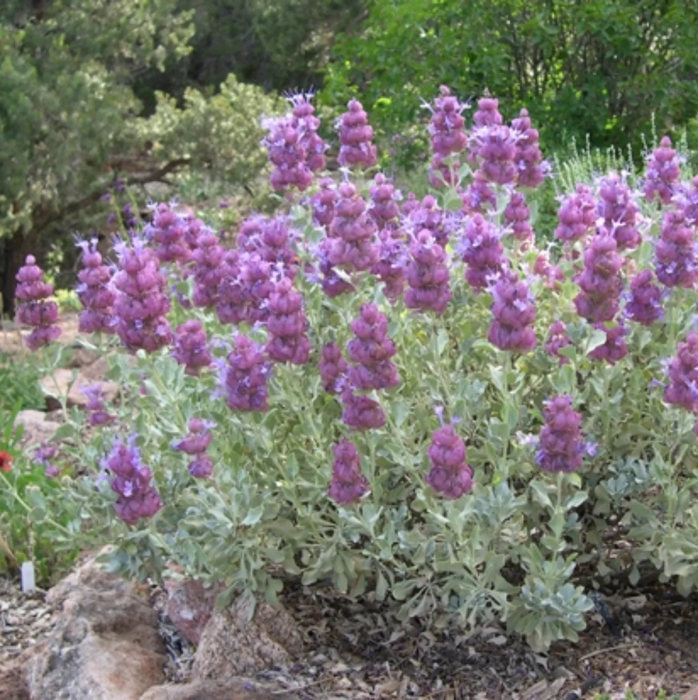 Salvia albastră (Salvia pachyphylla)