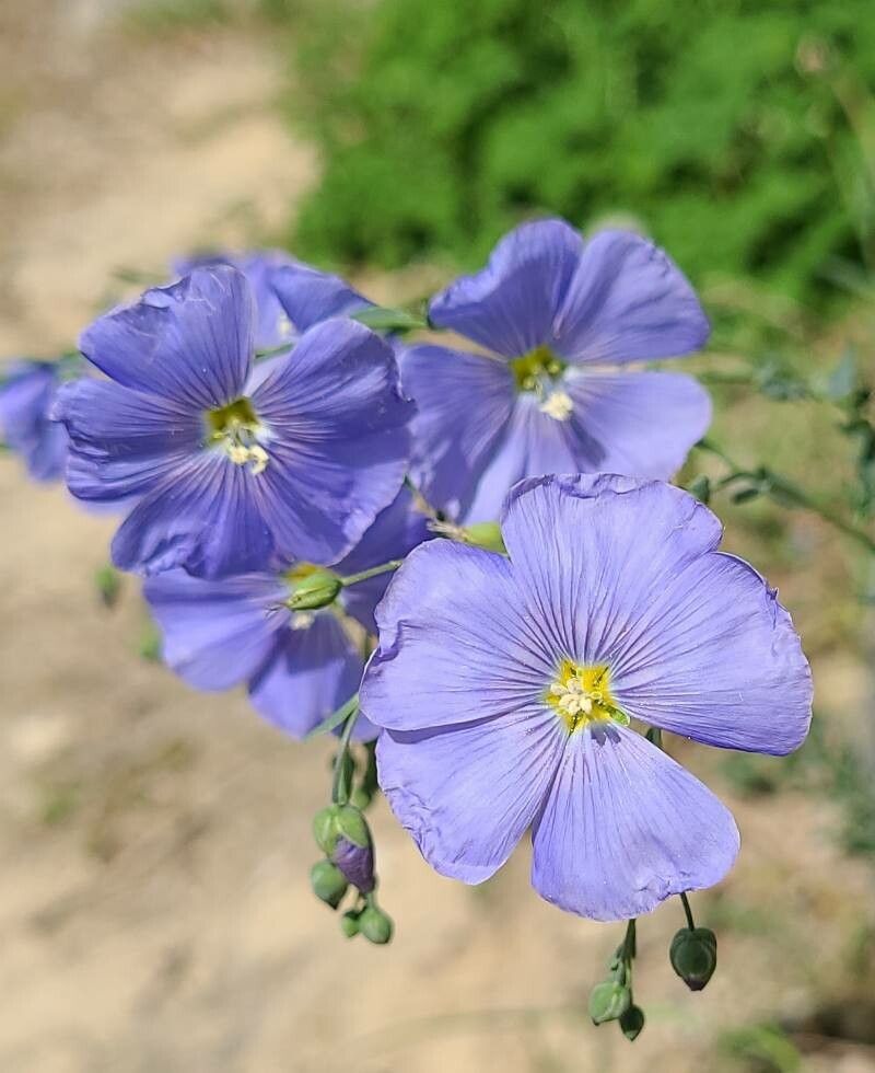In peren (Linum perenne)