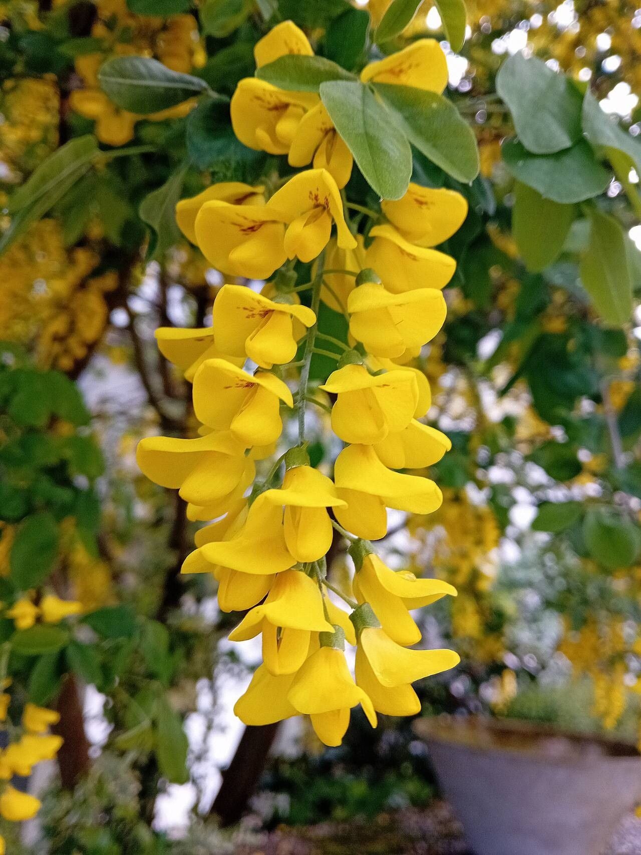 Salcâm galben (Laburnum anagyroides)