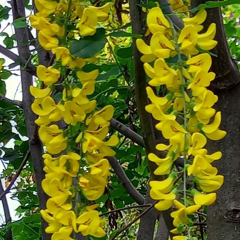 Salcâm galben (Laburnum anagyroides)