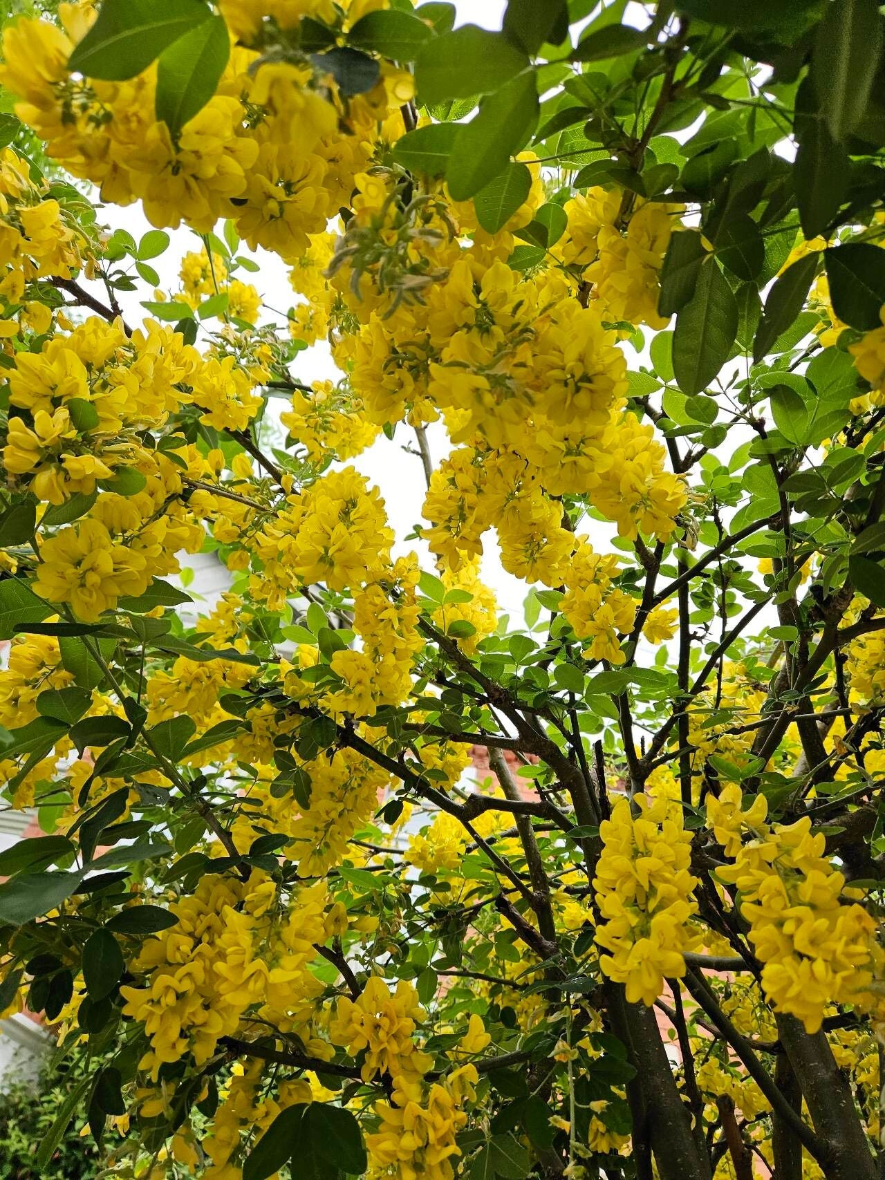Salcâm galben (Laburnum anagyroides)