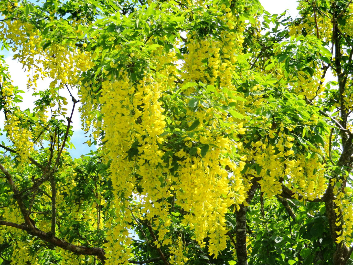 Salcâm galben (Laburnum anagyroides)