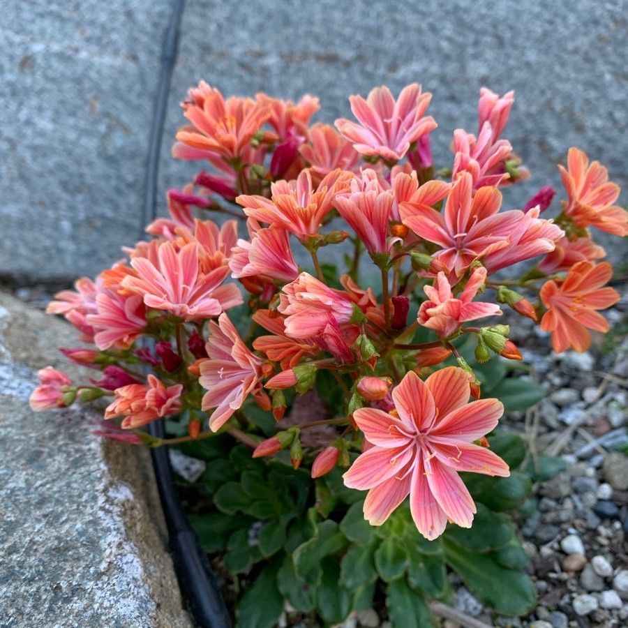 Flori de stâncă (Lewisia cotyledon) (mix de culori)