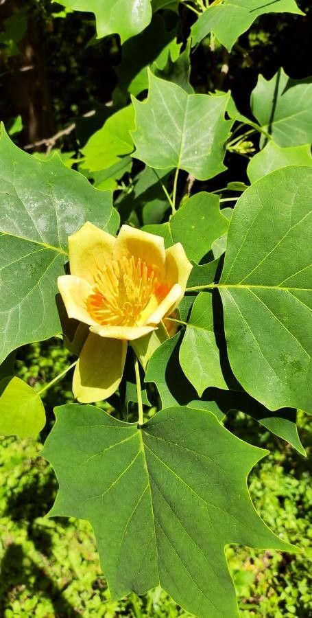 Arborele de lalele (Liriodendron tulipifera)