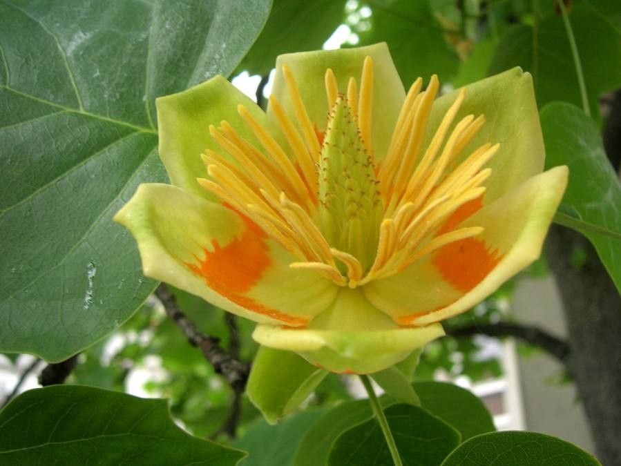 Arborele de lalele (Liriodendron tulipifera)