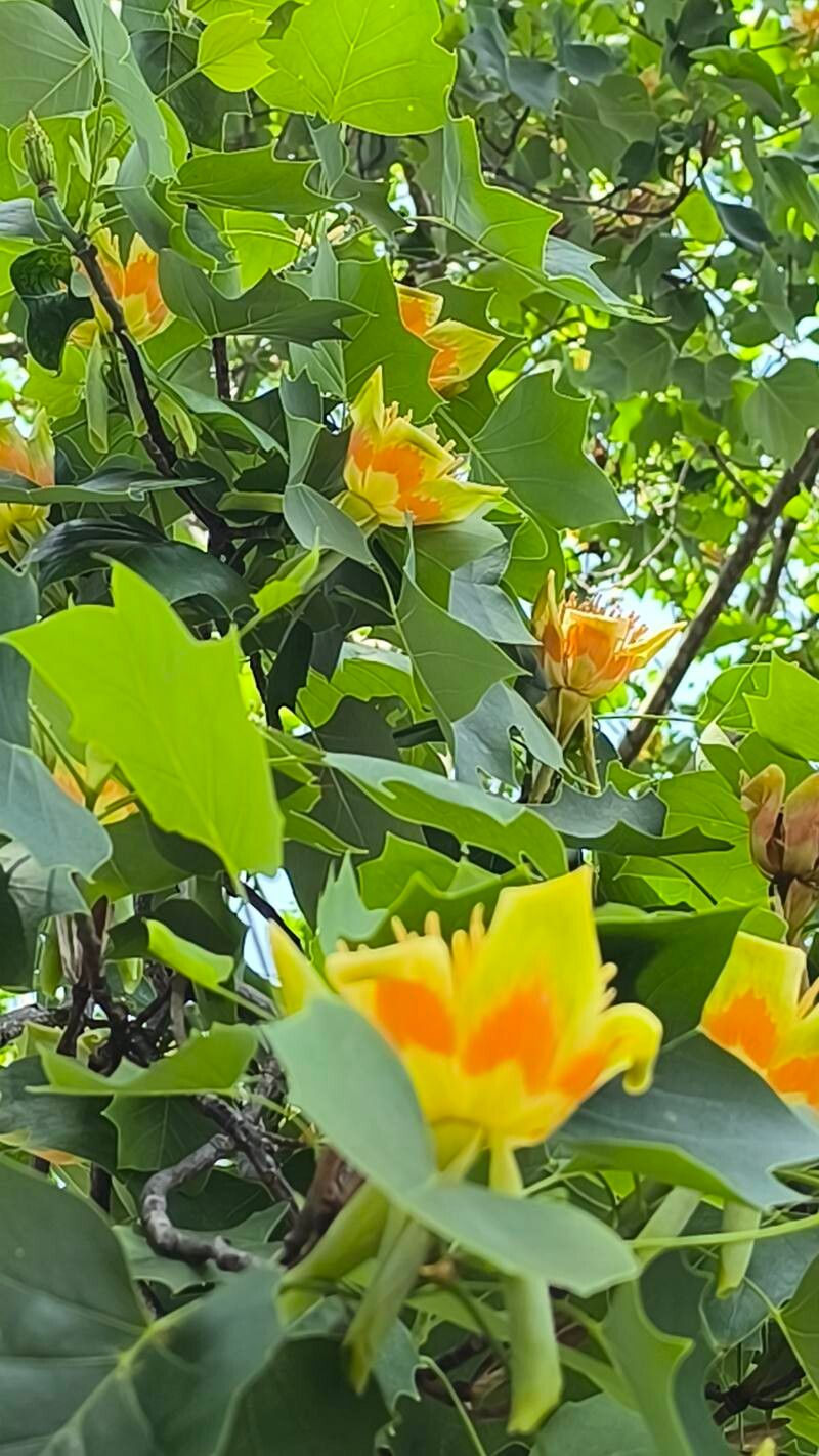 Arborele de lalele (Liriodendron tulipifera)