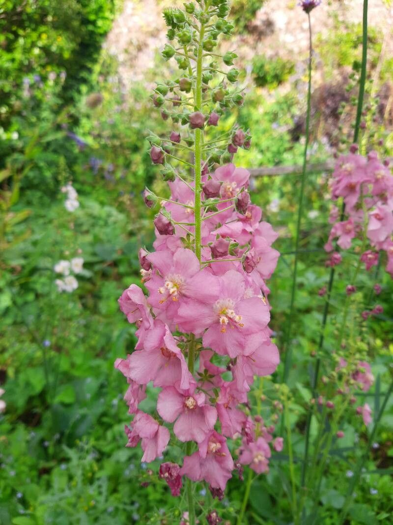 Lumânărica purpurie (Verbascum phoeniceum) ”Rosetta”