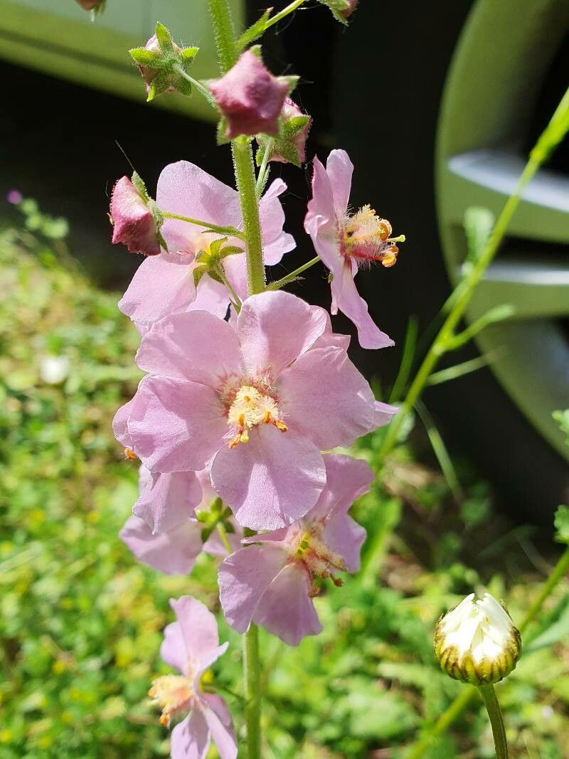 Lumânărica purpurie (Verbascum phoeniceum) ”Rosetta”