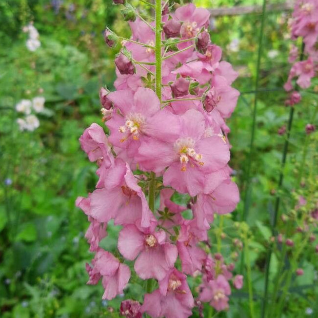 Lumânărica purpurie (Verbascum phoeniceum) ”Rosetta”