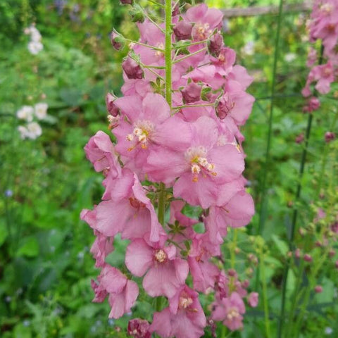 Lumânărica purpurie (Verbascum phoeniceum) ”Rosetta”