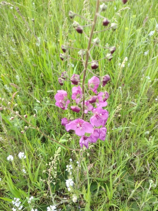Lumânărica purpurie (Verbascum phoeniceum) ”Rosetta”