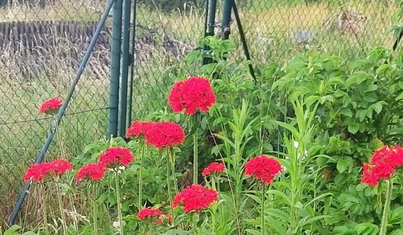 Crucea malteză (Lychnis chalcedonica)