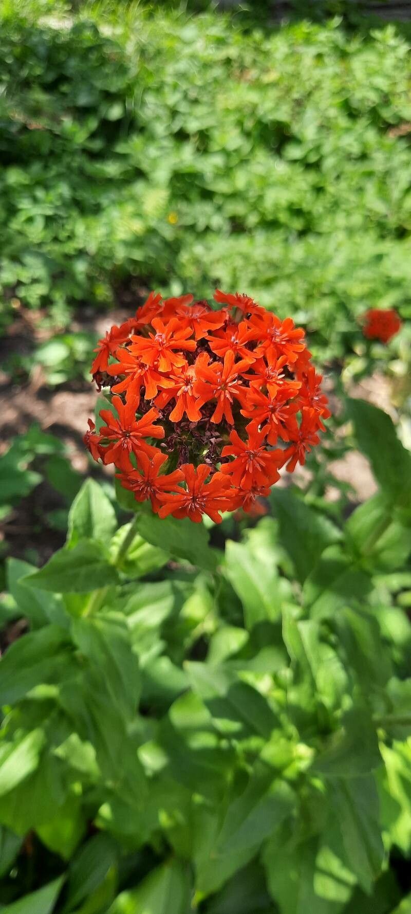 Crucea malteză (Lychnis chalcedonica)