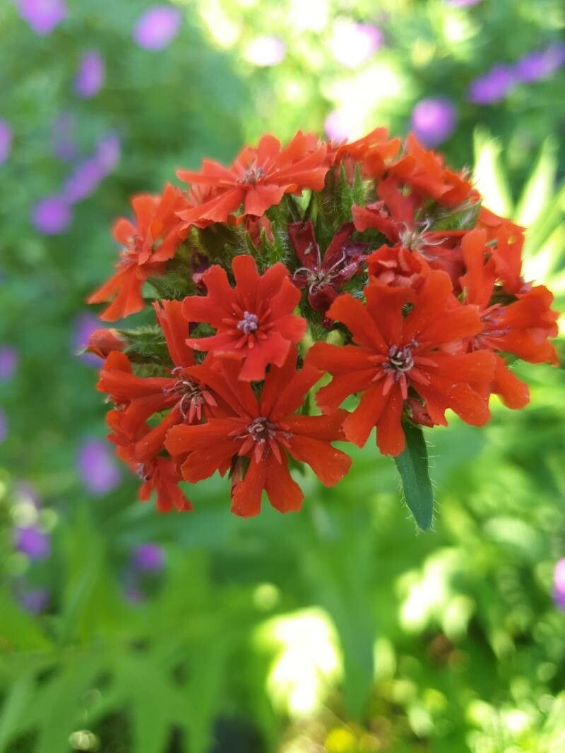 Crucea malteză (Lychnis chalcedonica)