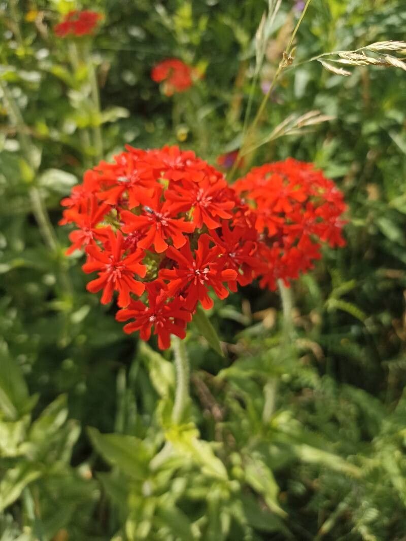 Crucea malteză (Lychnis chalcedonica)