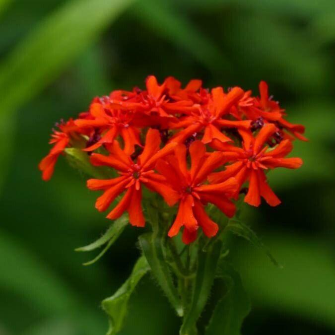 Crucea malteză (Lychnis chalcedonica)