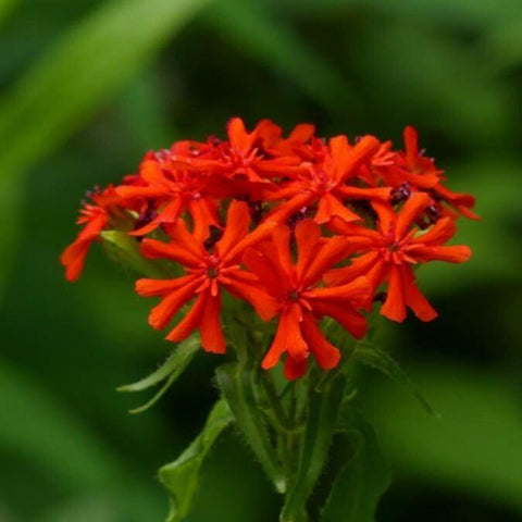 Crucea malteză (Lychnis chalcedonica)