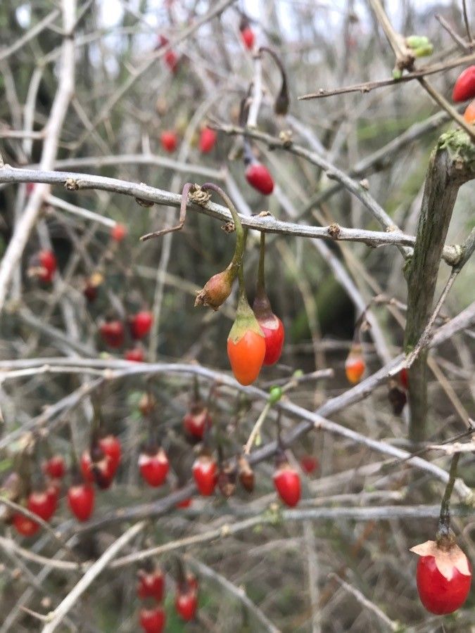 Cătină de stepă / Goji de gard european (Lycium europaeum)