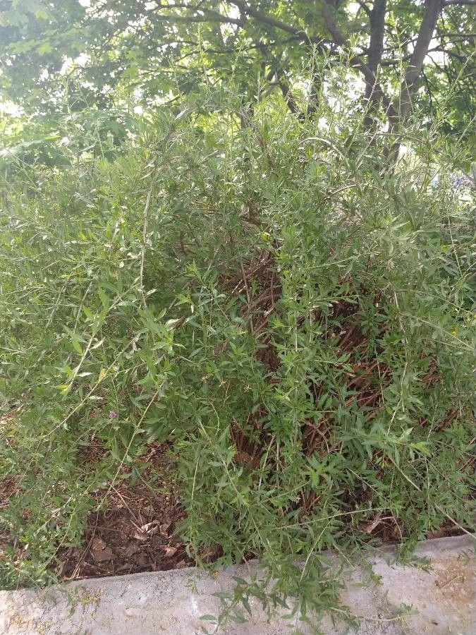 Cătină de stepă / Goji de gard european (Lycium europaeum)