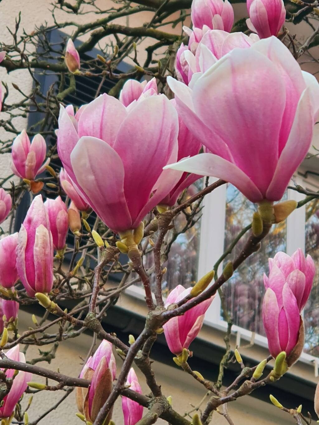 Magnolia roz de Soulange (Magnolia × soulangeana)