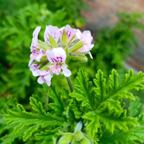 Indrușaim / Mușcata de lămâie (Pelargonium graveolens)