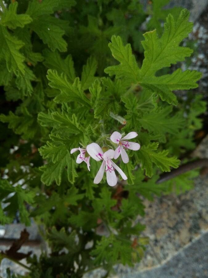 Indrușaim / Mușcata de lămâie (Pelargonium graveolens)