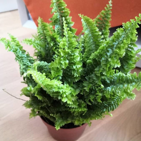 Ferigă de interior pitică (Nephrolepis exaltata 'Dwarf')