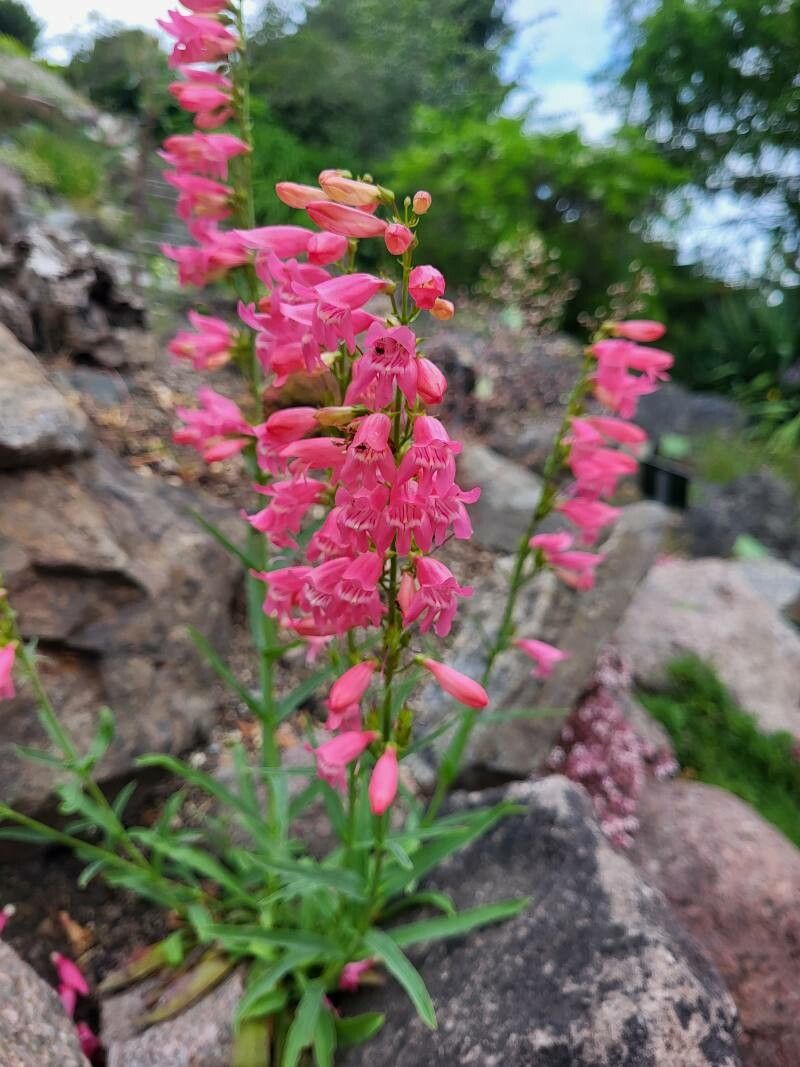 Degetar Penstemon (Penstemon barbatus)