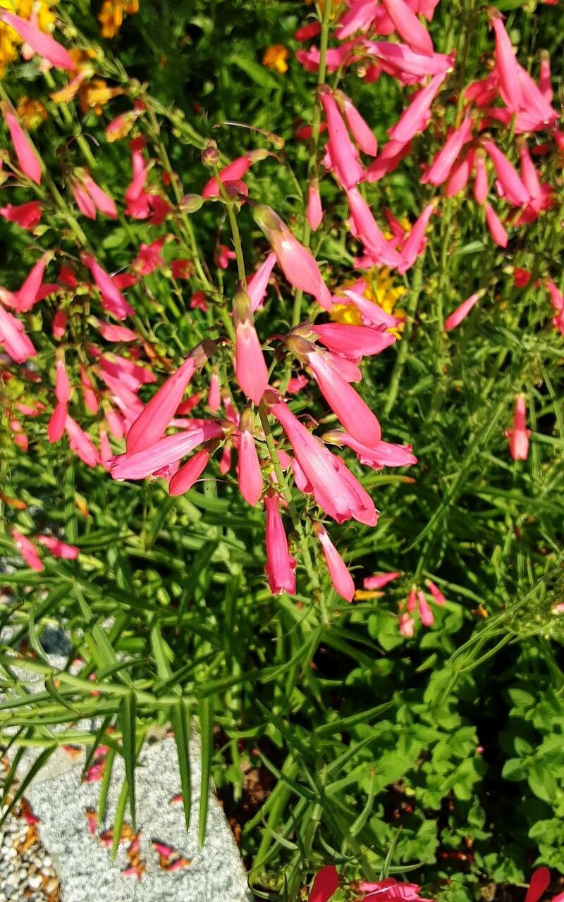 Degetar Penstemon (Penstemon barbatus)