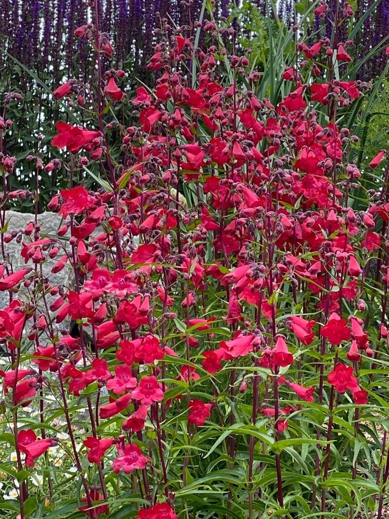 Degetar Penstemon (Penstemon barbatus)
