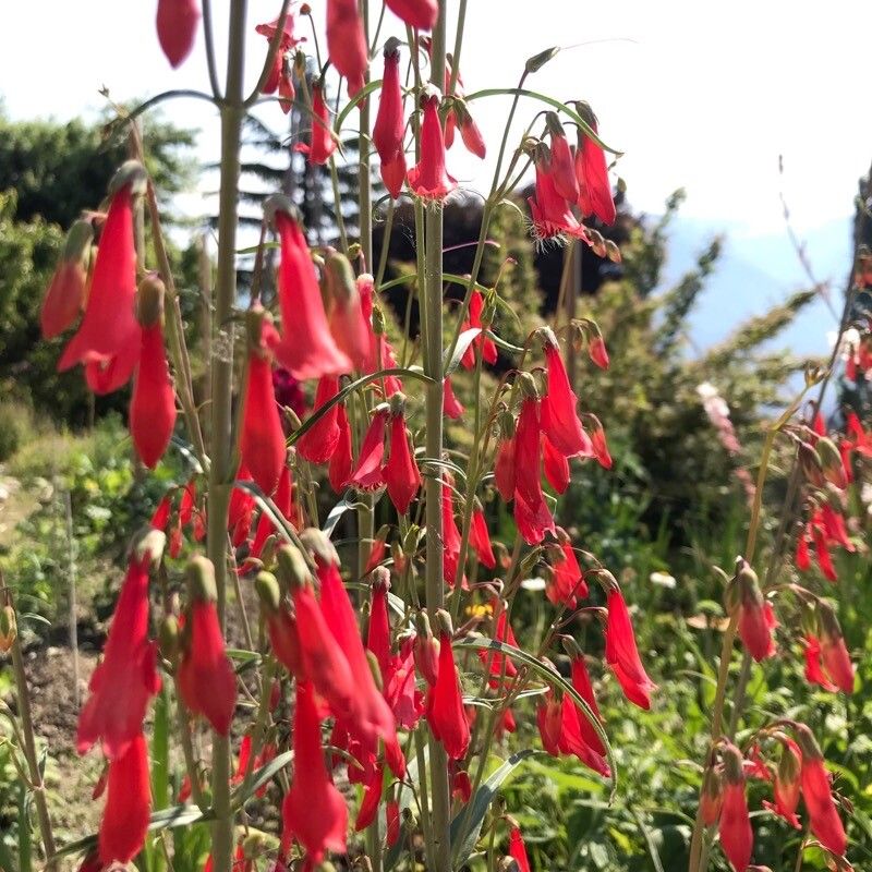 Degetar Penstemon (Penstemon barbatus)
