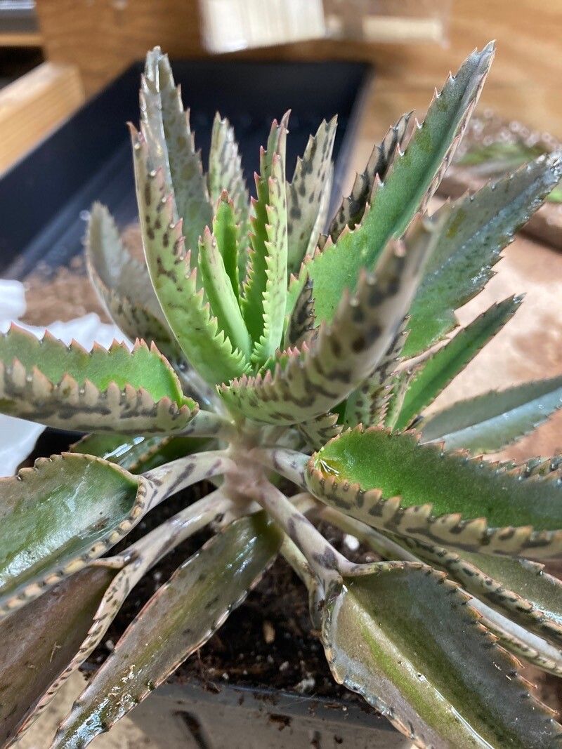 Planta mamă (Kalanchoe daigremontiana)